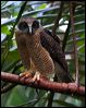rufous_owl_63628