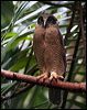 rufous_owl_63633