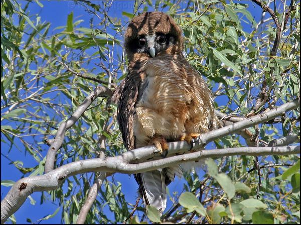 Rufous Owl rufous_owl_08779.jpg