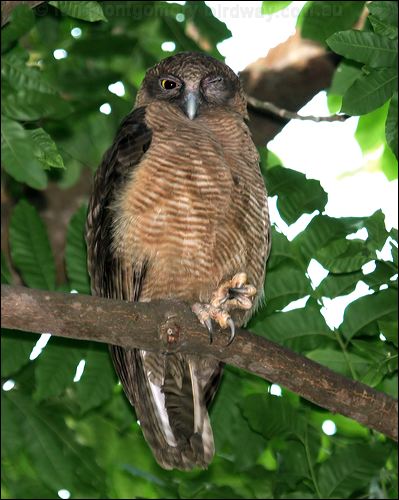 Rufous Owl rufous_owl_10681.jpg