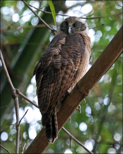 Rufous Owl rufous_owl_10694.jpg