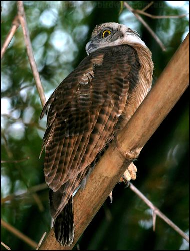 Rufous Owl rufous_owl_10698.jpg