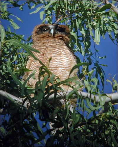Rufous Owl rufous_owl_30983.jpg