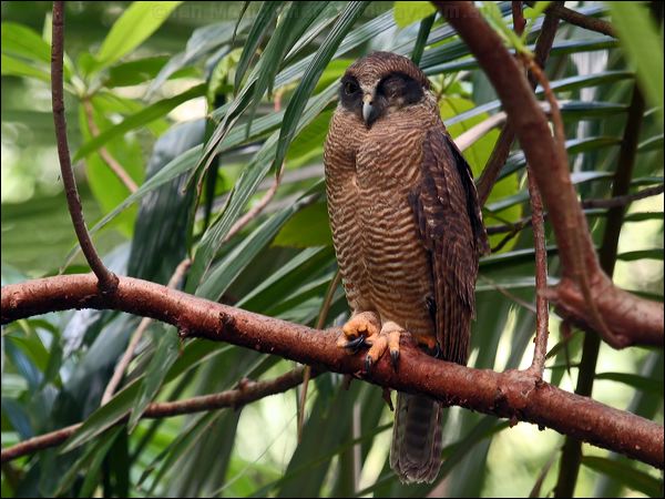 Rufous Owl rufous_owl_63605.psd