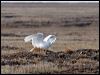 snowy_owl_66665