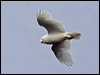 snowy_owl_67089