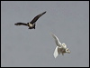 snowy_owl_67092