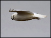 snowy_owl_67116