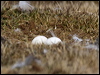 snowy_owl_67121