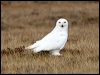 snowy_owl_67129