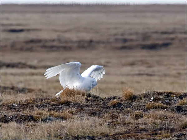 Snowy Owl snowy_owl_66665.psd