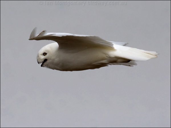 Snowy Owl snowy_owl_67116.psd