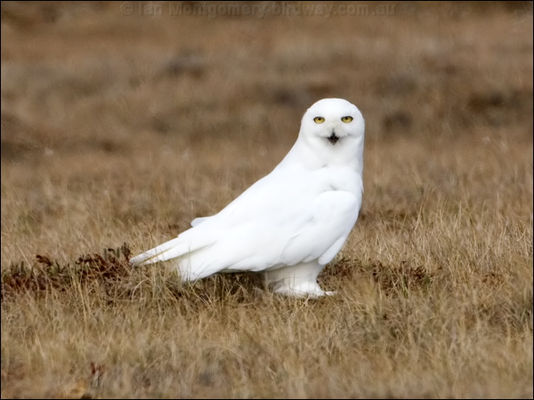Snowy Owl snowy_owl_67129.psd