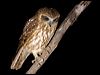southern_boobook_100544
