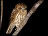 southern_boobook_100547