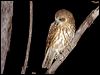southern_boobook_100561