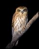 southern_boobook_100577