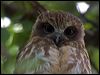 southern_boobook_114358