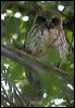 southern_boobook_114361