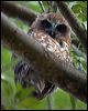 southern_boobook_114377