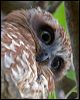 southern_boobook_114380