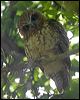 southern_boobook_114403