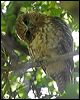 southern_boobook_114410