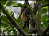 spectacled_owl_112889