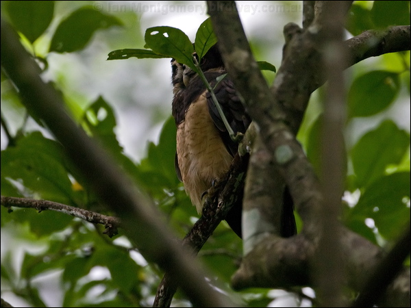 Spectacled Owl spectacled_owl_112889.psd