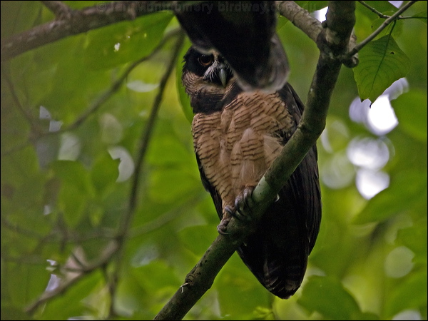 Spectacled Owl spectacled_owl_112898.psd