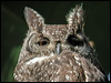 spotted_eagle_owl_04336