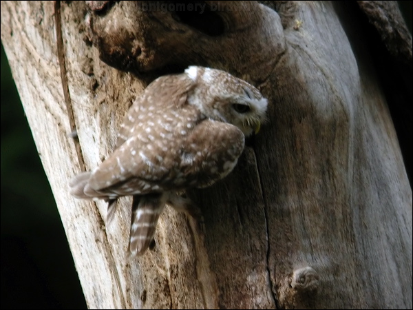 Spotted Owlet spotted_owlet_17606.psd