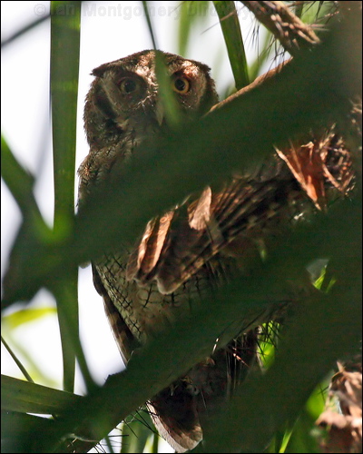 Tropical Screech Owl trop_screech_owl_26525.psd