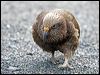 kea_121919