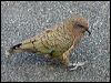 kea_121928