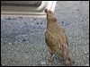 kea_121929