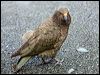 kea_121931