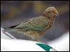 kea_121949