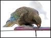 kea_121960
