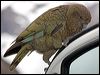 kea_121992