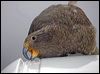 kea_122005