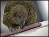 kea_122010