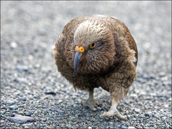 Kea kea_121919.psd