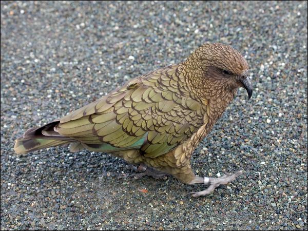 Kea kea_121928.psd