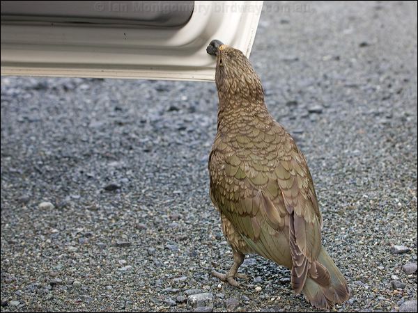 Kea kea_121929.psd