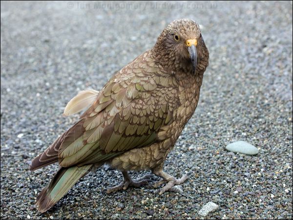 Kea kea_121931.psd