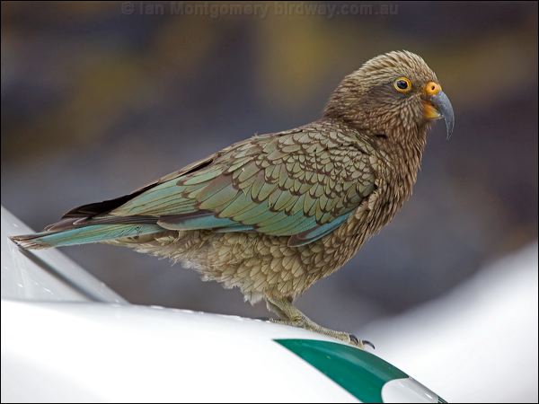 Kea kea_121949.psd