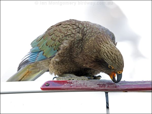 Kea kea_121960.psd