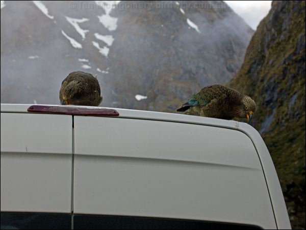 Kea kea_121963.psd