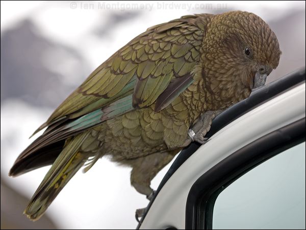 Kea kea_121992.psd
